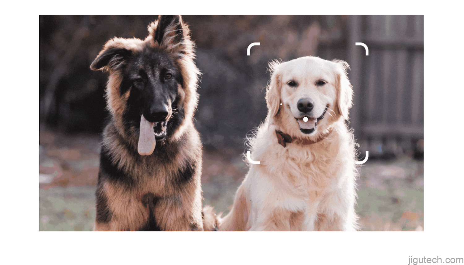 显示通过 Google 智能镜头查看两只狗的图像。